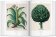 Florilegium. The Book of Plants - The Complete Plates, Littger Klaus Walter Dressendörfer Werner купить книгу в Либроруме