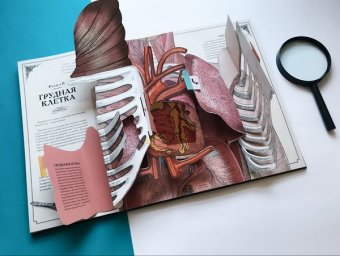 Тело человека. Интерактивная книга-панорама, Уолкер Ричард купить книгу в Либроруме