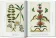 Seba. Cabinet of Natural Curiosities. 40th Anniversary Edition, Müsch Irmgard Rust Jes Willmann Rainer купить книгу в Либроруме