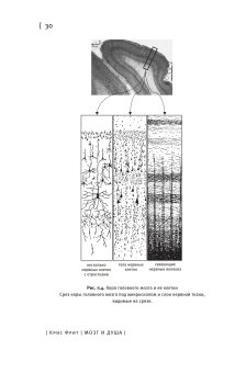 Мозг и душа. Как нервная деятельность формирует наш внутренний мир, Фрит Крис купить книгу в Либроруме