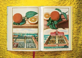 Volkamer. The Book of Citrus Fruits, Lauterbach Iris купить книгу в Либроруме