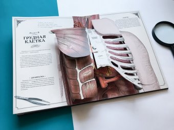 Тело человека. Интерактивная книга-панорама, Уолкер Ричард купить книгу в Либроруме