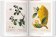 A Garden Eden. Masterpieces of Botanical Illustration, Lack H. Walter купить книгу в Либроруме