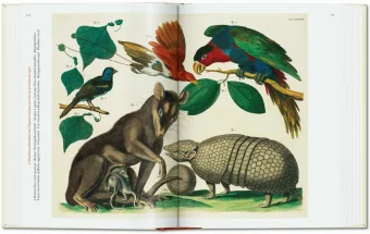 Seba. Cabinet of Natural Curiosities. 40th Anniversary Edition, Müsch Irmgard Rust Jes Willmann Rainer купить книгу в Либроруме