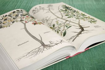 Leonhart Fuchs. The New Herbal, Dressendörfer Werner купить книгу в Либроруме