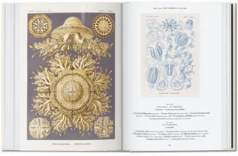 The Art and Science of Ernst Haeckel. 40th Anniversary Edition, Геккель Эрнст Haeckel Ernst Willmann Rainer Voss Julia купить книгу в Либроруме