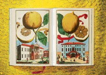 Volkamer. The Book of Citrus Fruits, Lauterbach Iris купить книгу в Либроруме