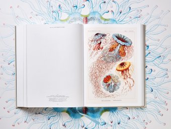 The Art and Science of Ernst Haeckel, Геккель Эрнст Haeckel Ernst Willmann Rainer Voss Julia купить книгу в Либроруме