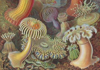 The Art and Science of Ernst Haeckel. 40th Anniversary Edition, Геккель Эрнст Haeckel Ernst Willmann Rainer Voss Julia купить книгу в Либроруме