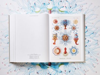 The Art and Science of Ernst Haeckel, Геккель Эрнст Haeckel Ernst Willmann Rainer Voss Julia купить книгу в Либроруме