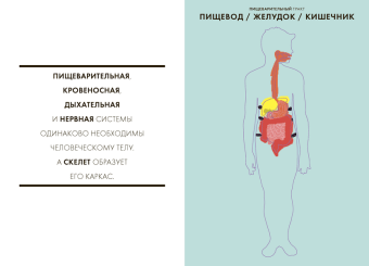 Анатомия. Интерактивный атлас с клапанами и резными иллюстрациями, Дрювер Элен Эйнор Джульетта купить книгу в Либроруме